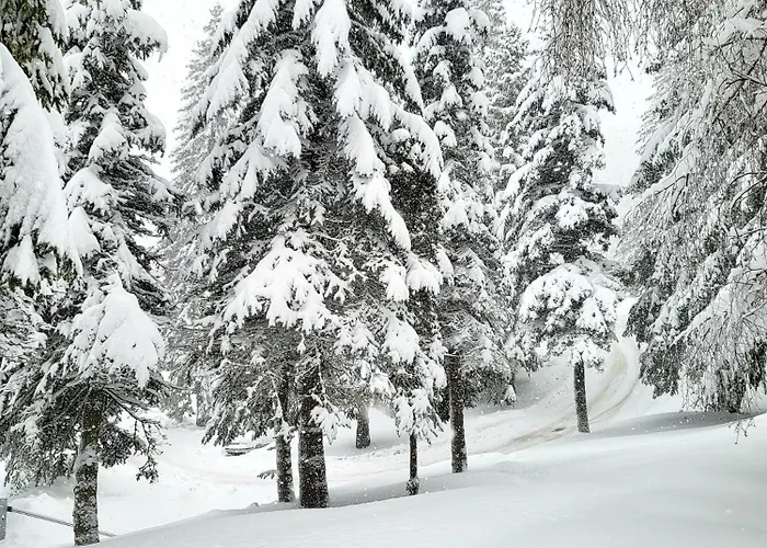 308 In Zlatni Javor - Private Host * Jahorina